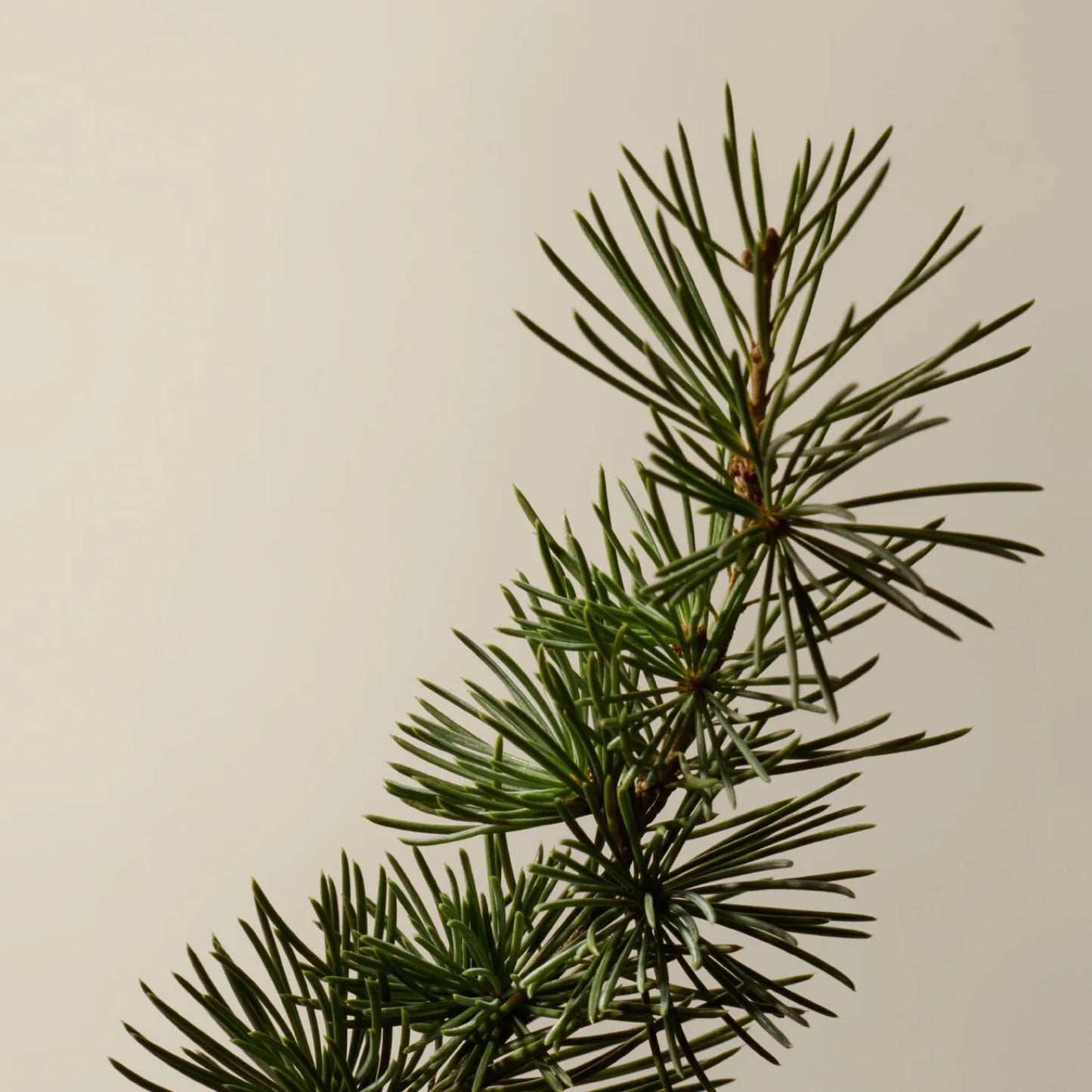 Hair Мax® - шампон за отпорна и густа коса