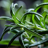 Rosmarinus™ Extract
